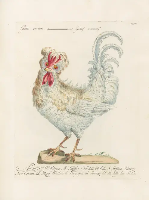 Ornithologia methodice digesta Pl.197 (1767-1776) by Saverio Manetti